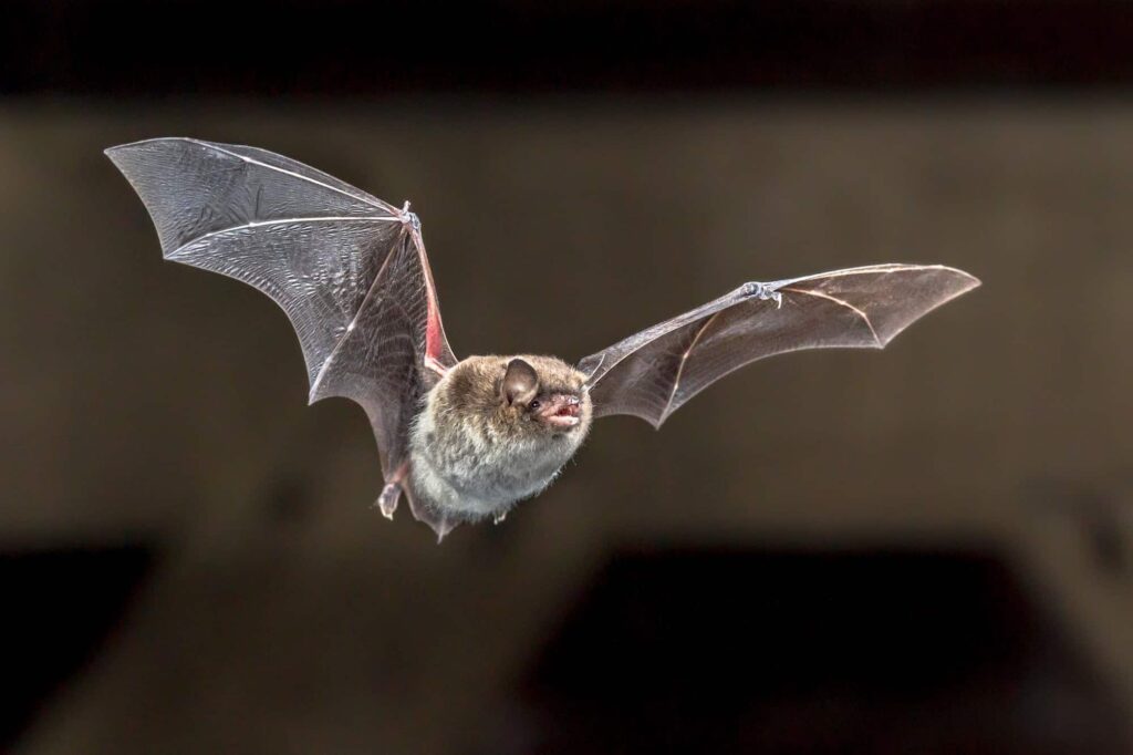 Flying Daubentons bat